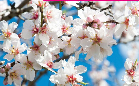 Datça Badem Çiçeği Festivali Turu